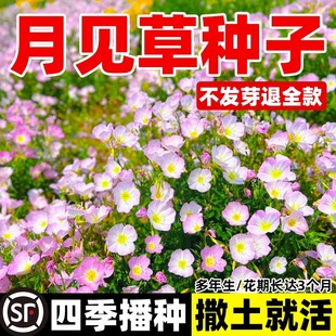 美丽月见草种子四季播种开花卉阳台庭院室外易活盆栽植物花种籽子