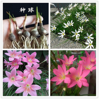 葱莲葱兰种球庭院风雨兰重瓣四季大种球花苗花卉植物浓香韭兰花