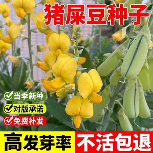 猪屎豆种子响铃草响铃豆白苦青野花生野苦豆猪屎青一年生草本植物