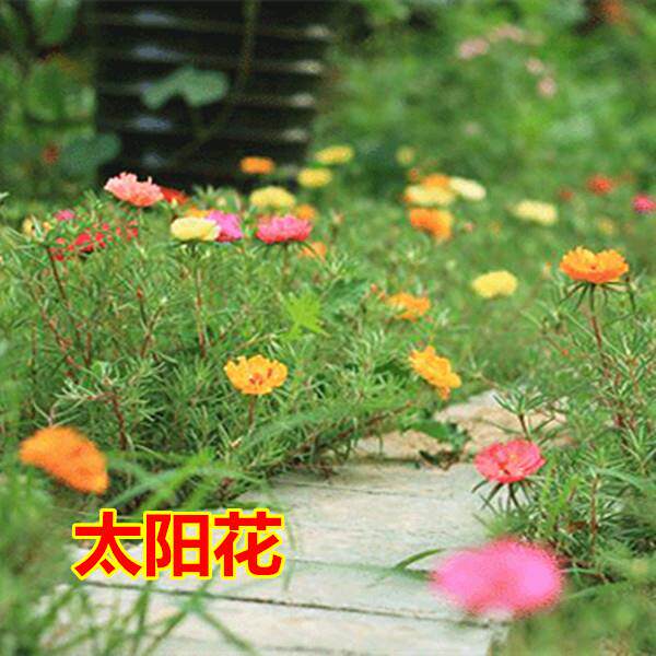 太阳花种子大花马齿苋轻歌曼舞系列种子四季易种阳台盆栽花籽