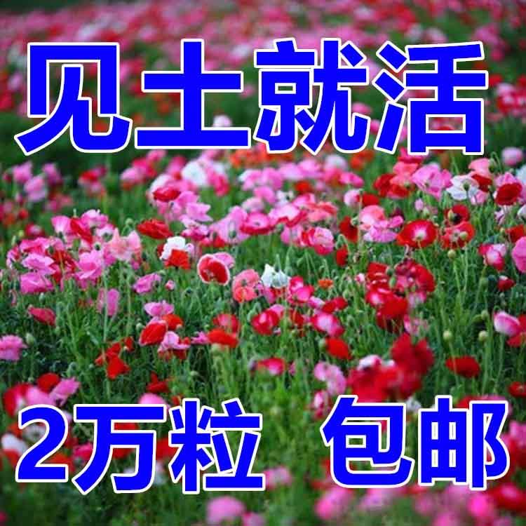 虞美人花种混色冰岛虞美人种子阳台庭院花种籽子四季播种见土就活-封面