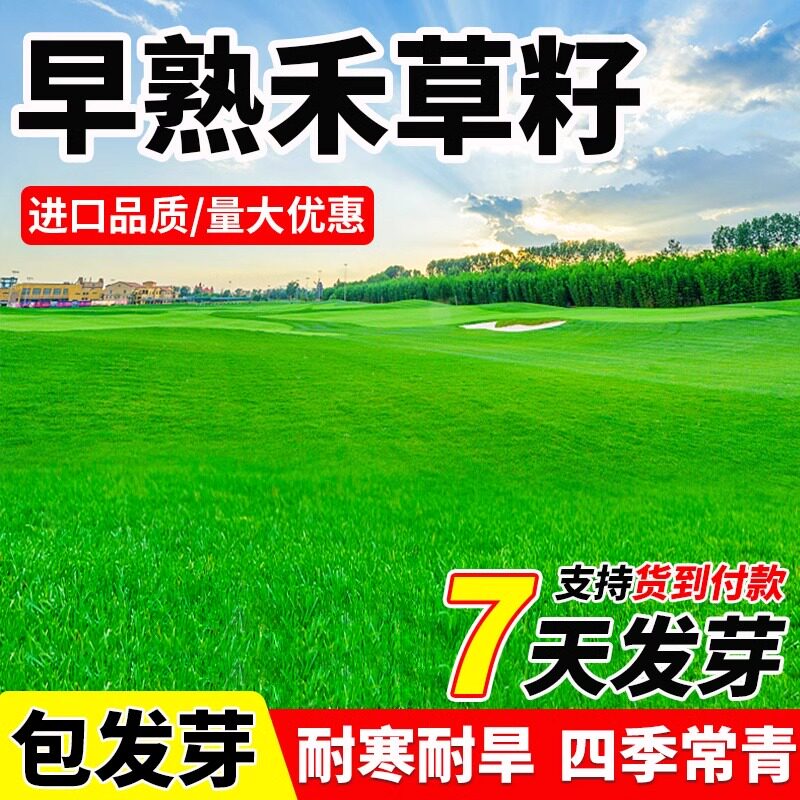 早熟禾草籽草坪草种矮生耐践踏耐寒四季常青种子庭院别墅绿化种孑