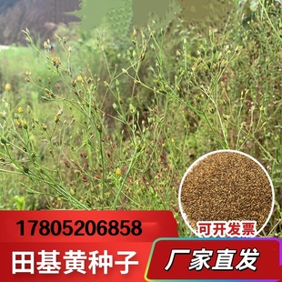 山野药材田基黄种子地耳草黄花草田鸡黄潮汕黄花仔草退黄种子