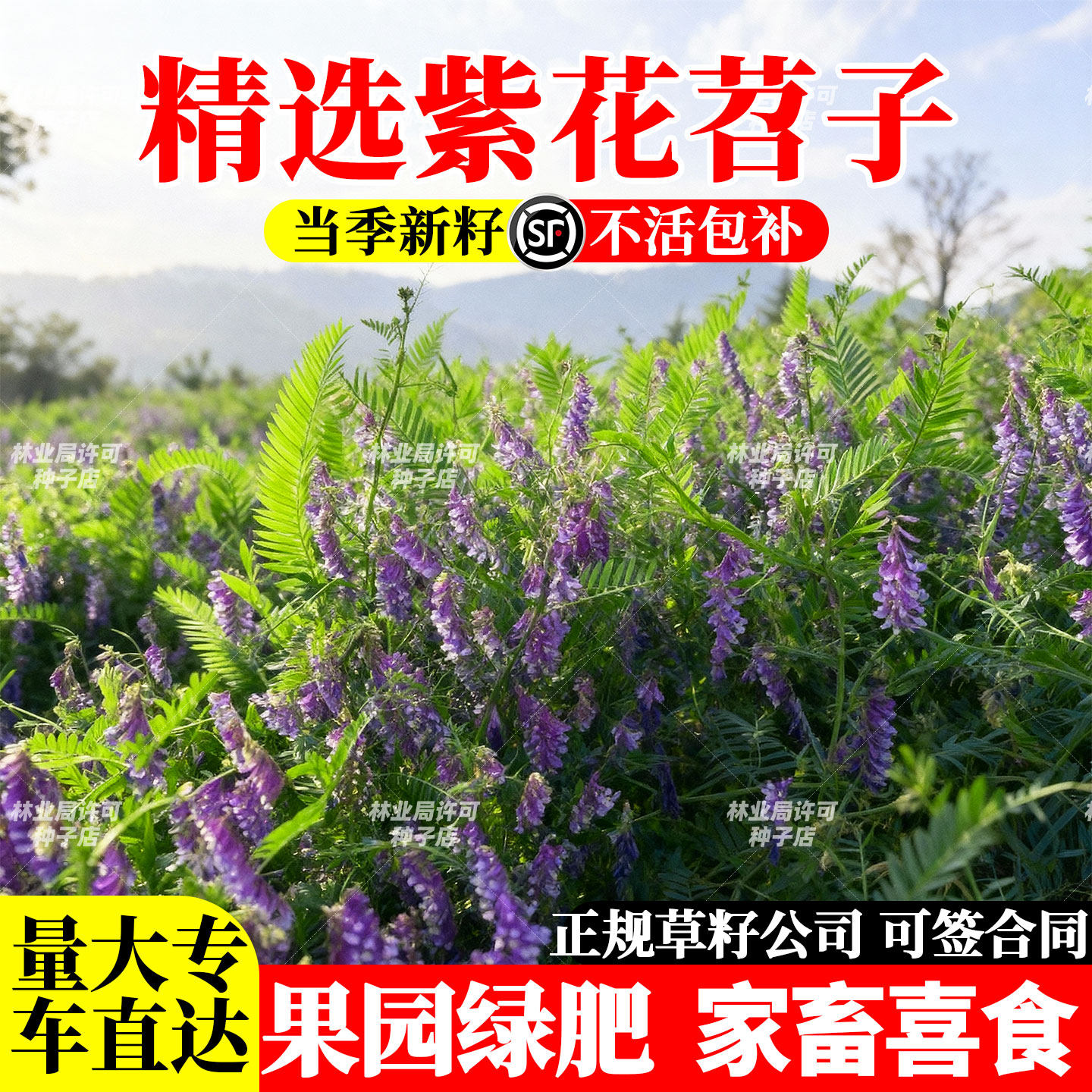 紫花苕种子光叶毛苕子牧草果园绿肥种籽高产箭舌野豌豆多年生草籽,鲜花速递/花卉仿真/绿植园艺,家庭园艺种子,淘宝优惠券,粉丝福利购,淘宝优惠卷
