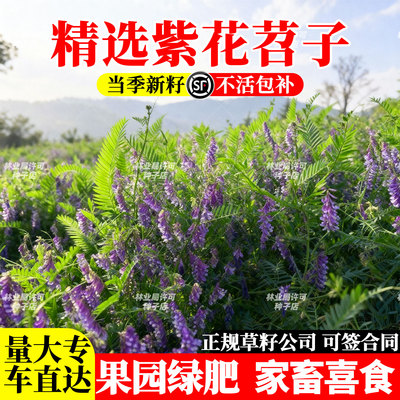 紫花苕种子光叶毛苕子牧草果园绿肥种籽高产箭舌野豌豆多年生草籽