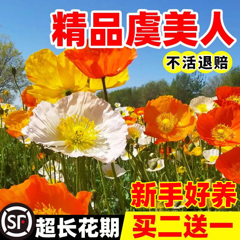 虞美人花种四季多年生耐寒混色冰岛虞美人种子阳台盆栽室外花种籽,鲜花速递/花卉仿真/绿植园艺,家庭园艺种子,淘宝优惠券,粉丝福利购,淘宝优惠卷