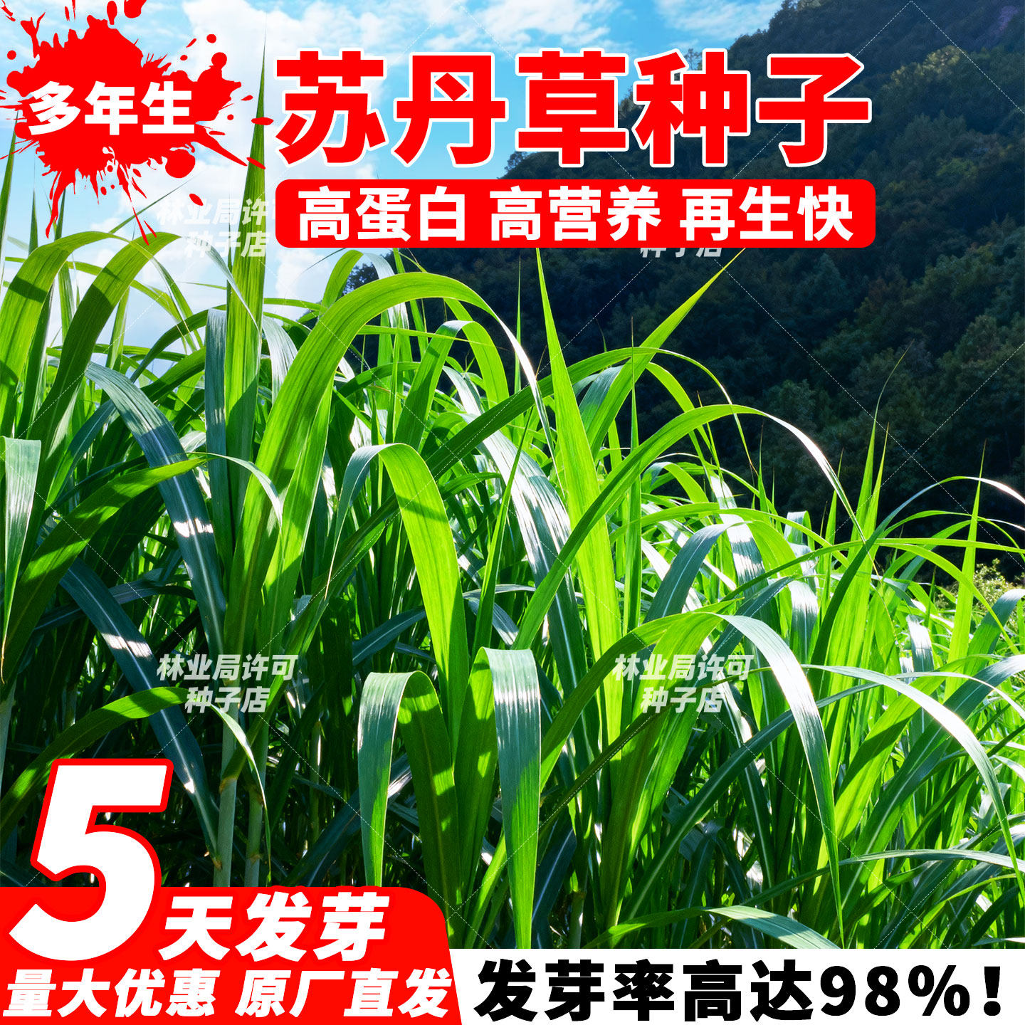 鱼草种籽四季苏丹草种籽高产牧草种子高丹王草播种喂鸡鸭羊牛鹅兔