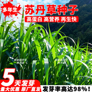 鱼草种籽四季苏丹草种籽高产牧草种子高丹王草播种喂鸡鸭羊牛鹅兔