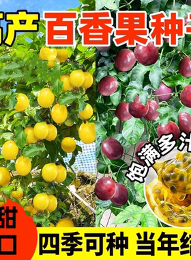 百香果种子四季种植高产黄金满天星百香果阳台庭院盆栽种苗鸡蛋果
