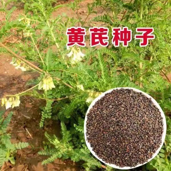 黄芪种子中药北方多年生中药材种易种植春季简装铁杆黄氏棉黄芩种