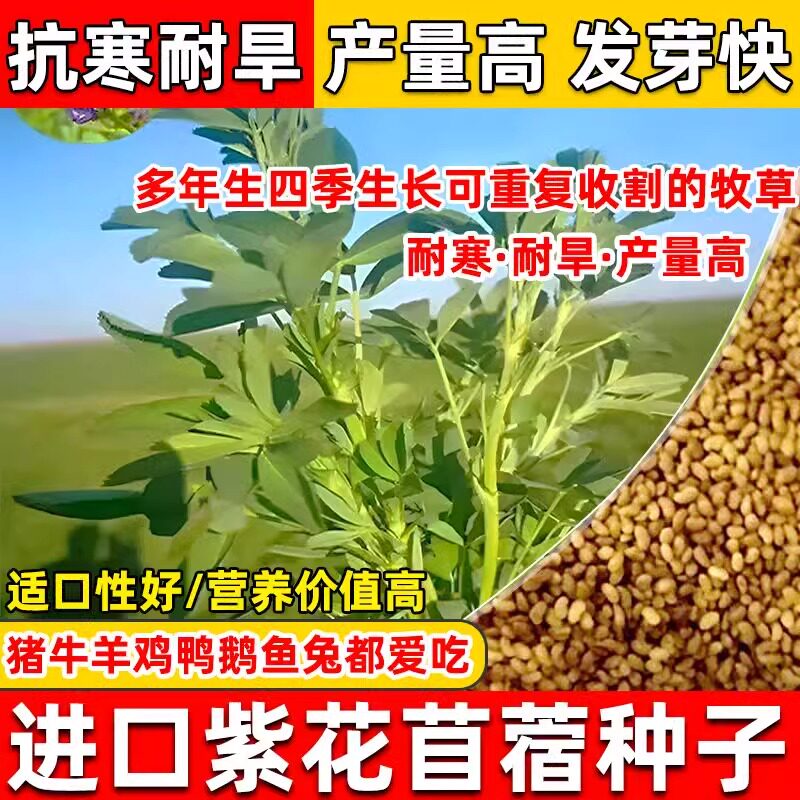 紫花苜蓿草种籽多年生四季养殖喂猪免鸡鸭鹅鱼草籽种植牧草种子孑