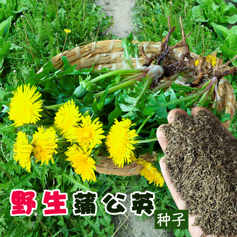 蒲公英种子野生食用野菜秋季四季播大叶阳台婆婆丁种籽多年生农家