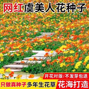 冰岛虞美人花籽格桑花多色花种籽子多年四季播种开花太阳花卉种子