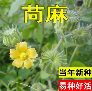 苘麻种子 青麻种籽 野苎麻 线麻冬葵种孑小苘子做麻绳用冬葵种籽