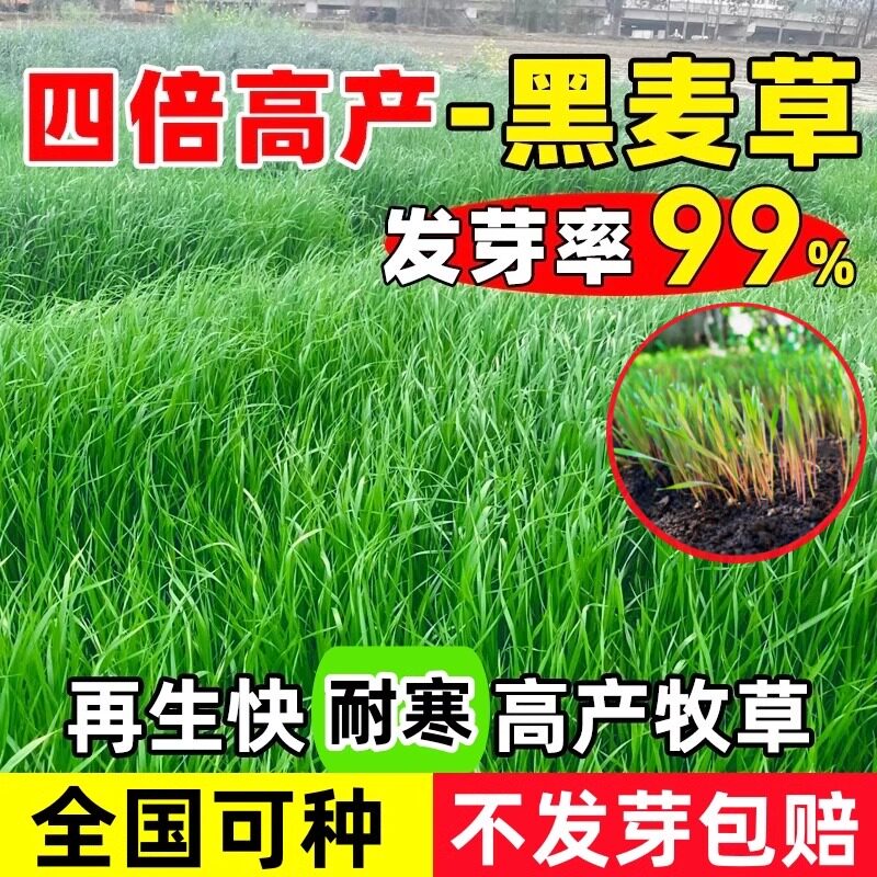 多年生黑麦草种籽子牧草种子畜牧养殖草籽鸡鸭鹅牛羊鱼草种籽四季