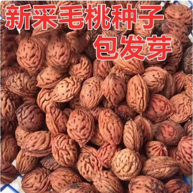 毛桃种子毛桃核山杏子树桃树种子山桃种子可做嫁接梅花砧木果树籽