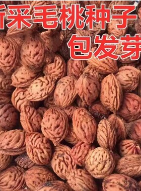 毛桃种子毛桃核山杏子树桃树种子山桃种子可做嫁接梅花砧木果树籽