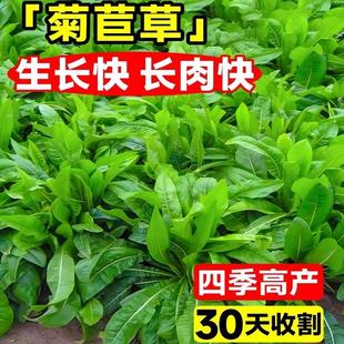 将军大叶菊苣草种籽养殖四季 牧草种子羊牛兔鸡鸭鹅猪菜种孑子再生