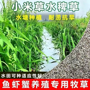 小米草种子四季高产牧草种籽畜牧养殖鱼虾蟹耐涝耐淹鱼塘水草草籽