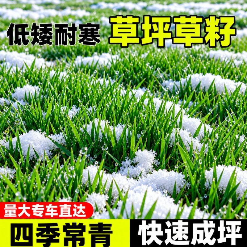 四季常青草坪草籽矮生耐寒旱公园庭院小区绿化护坡耐践踏草种子孑