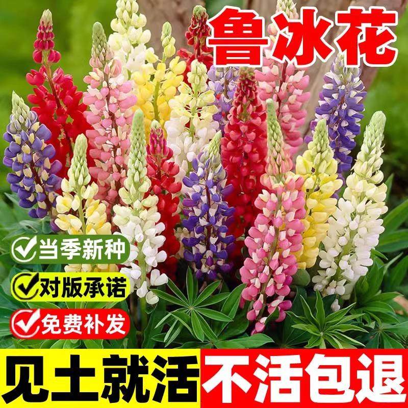 鲁冰花种籽四季开花羽扇豆花庭院植物盆栽花籽爬藤播种多年生种子,鲜花速递/花卉仿真/绿植园艺,家庭园艺种子,淘宝优惠券,粉丝福利购,淘宝优惠卷