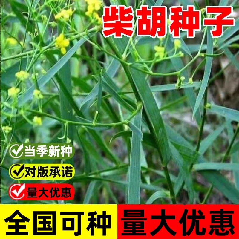 中草药柴胡种籽优质柴胡种子黑柴胡种植苗易种易活南北方种植