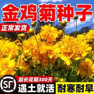 菊花种子大花金鸡菊花籽四季播种开花波斯菊花海庭院盆栽花种子