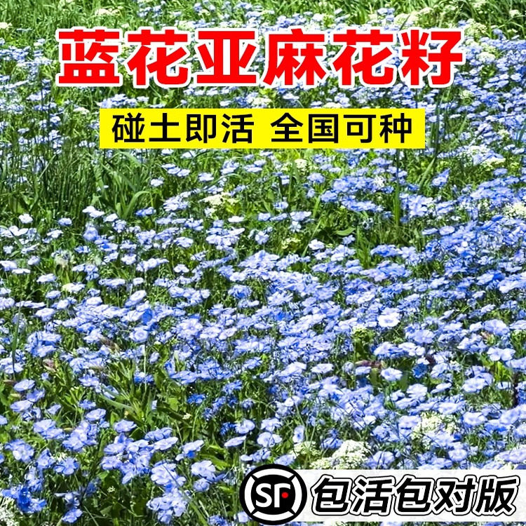 宿根蓝花亚麻花种子孑太阳花种籽野花组合多年生一年四季开不断播