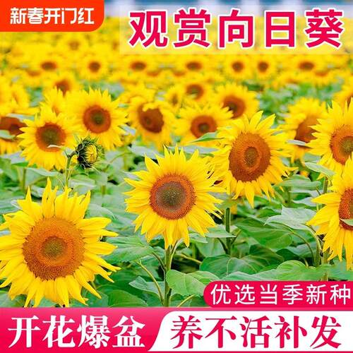 矮向日葵种孑易活四季播种开花种籽子室内外盆栽庭院观赏花海种子