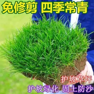 草坪草籽四季常青护坡狗牙根庭院地毯草种子绿化马尼拉黑麦草皮孑