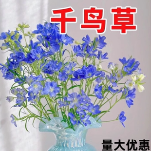 千鸟草小花飞燕草花种子籽耐寒庭院野花阳台盆栽四季蓝色易种春播