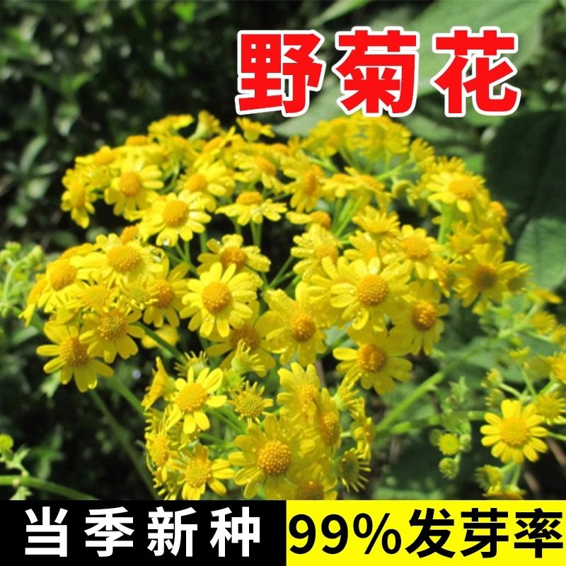 野菊花种子甘野菊花籽泡茶野生山菊花种孑多年生四季播种易活植物