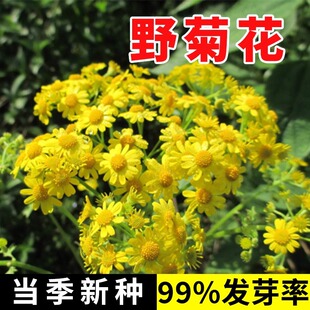 野菊花种子甘野菊花籽泡茶野生山菊花种孑多年生四季播种易活植物
