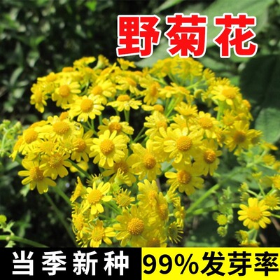 甘野菊种子泡茶野生山菊花种
