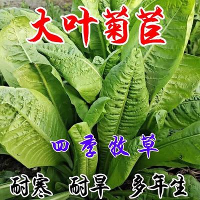进口将军菊苣种子大叶菊苣多年生四季牧草种子猪牛羊鸡鸭鹅鱼草籽