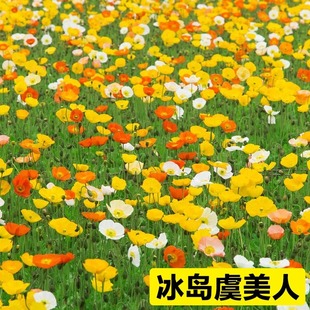 虞美人花种四季多年生耐寒混色冰岛虞美人种子阳台盆栽室外花种籽