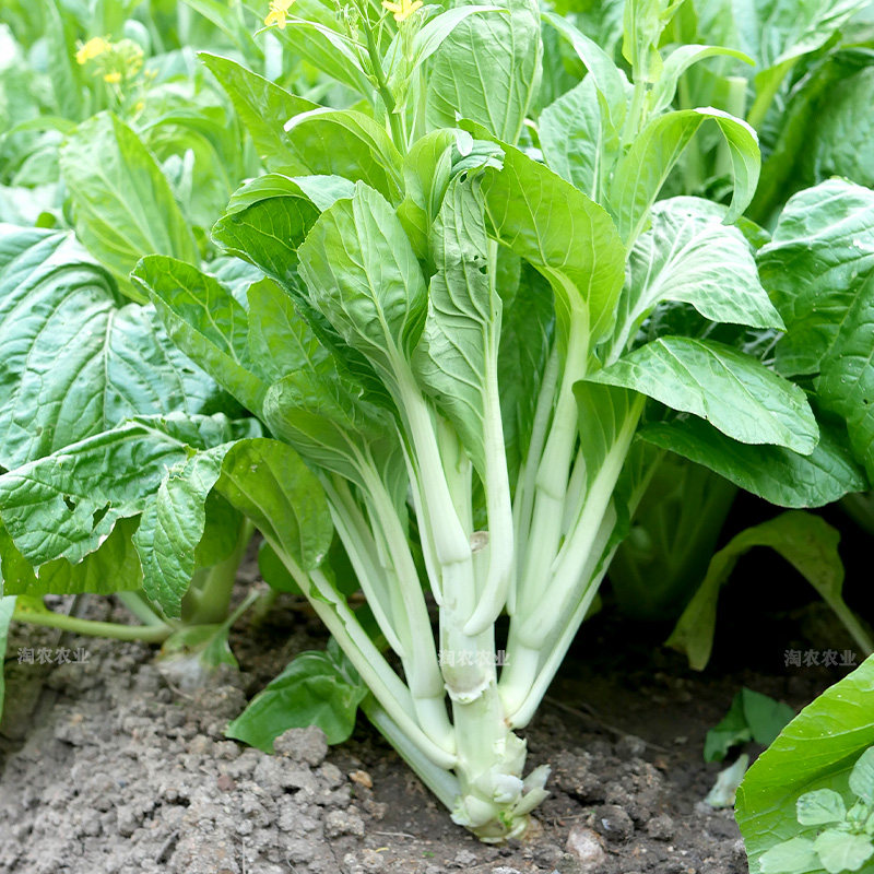 香甜早花白菜苔种子菜心广东湖北小白菜春夏秋冬四季播蔬菜种子