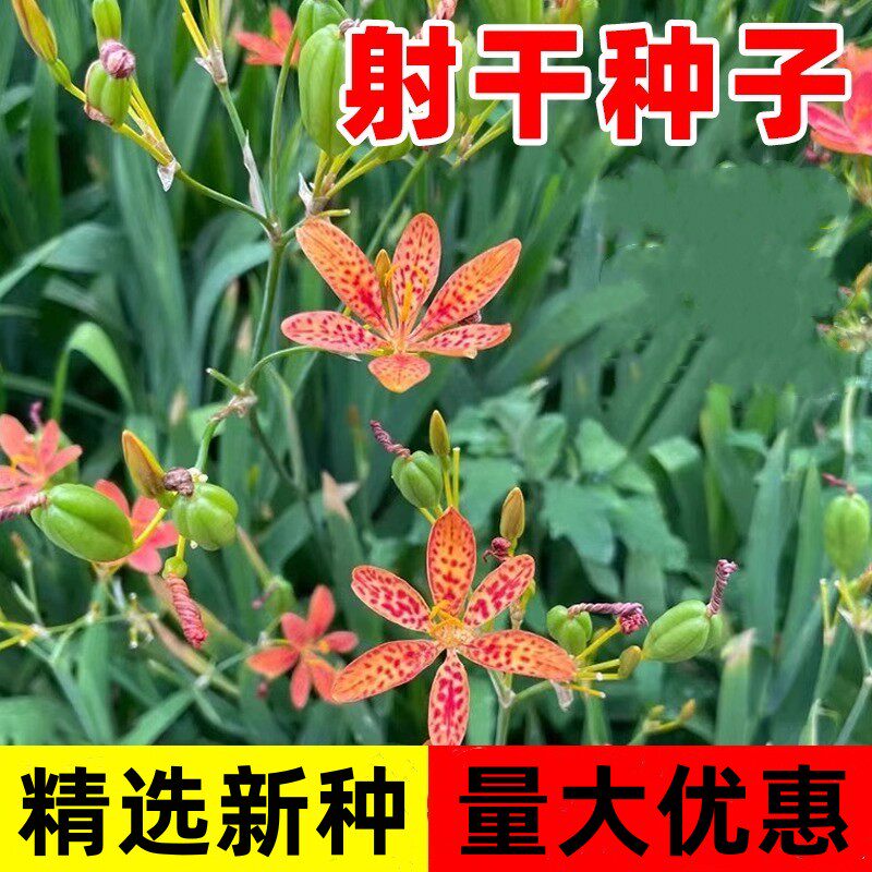 射干种子黑莓易种活多年生耐阴耐寒盆栽春秋播百合乌蒲中药材种籽图片