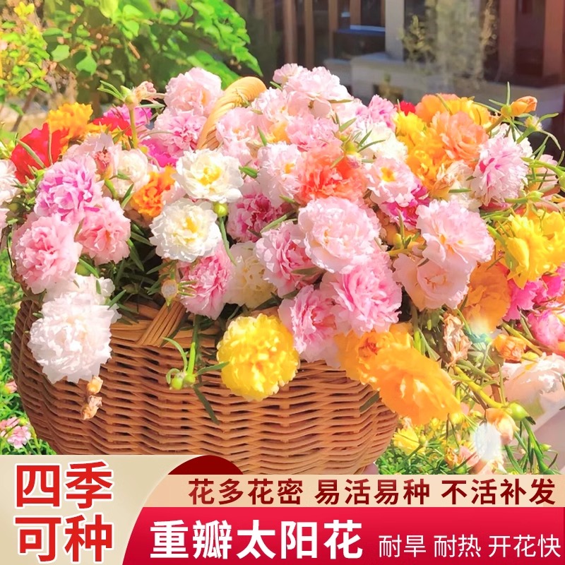 重瓣太阳花种籽新手播种易活小雏菊格桑花室内外阳台盆栽花卉种子