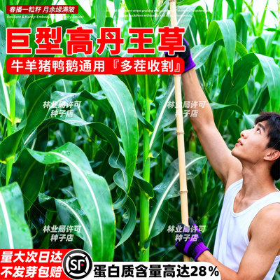 高丹草种籽四季高产高蛋白牧草种子多茬收割畜牧养殖猪牛羊鸡鸭鹅