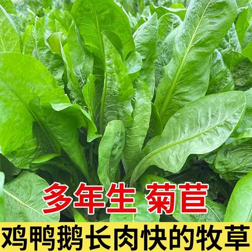 大叶菊苣草种籽四季牧草种