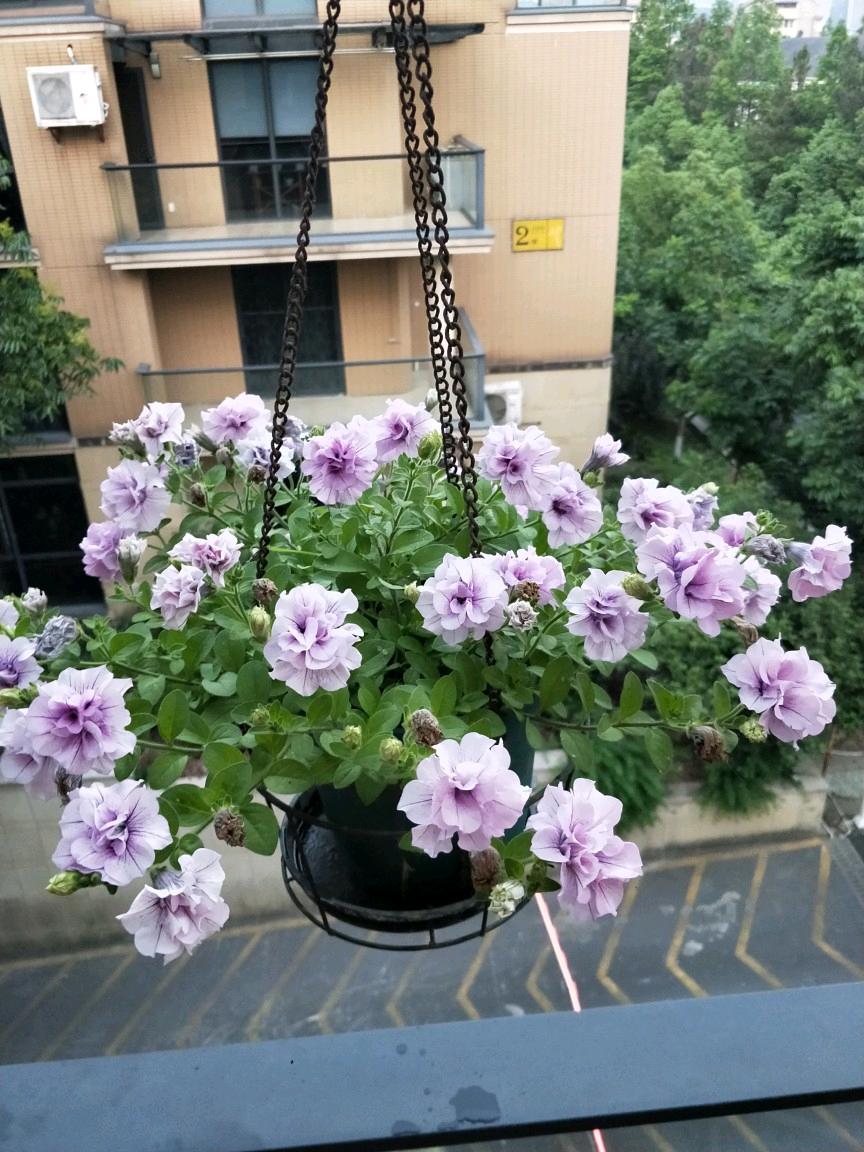 超级重瓣矮牵牛冰淡紫伊丽莎白垂吊牛盆栽花苗花卉四季开花盆栽
