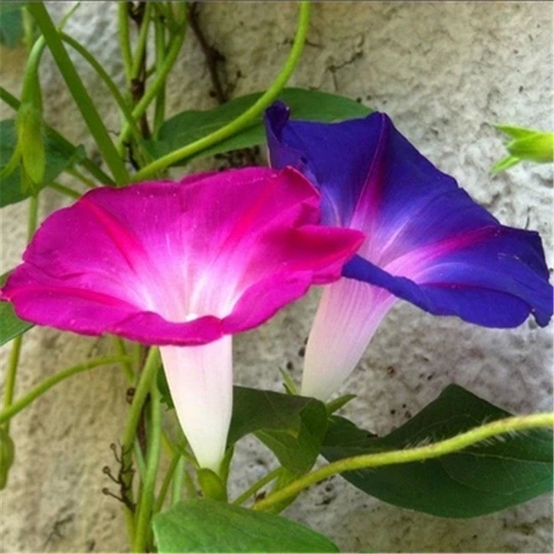 大牵牛花种子室外庭院爬藤植物喇叭花种孑夏季易种活种籽四季开花