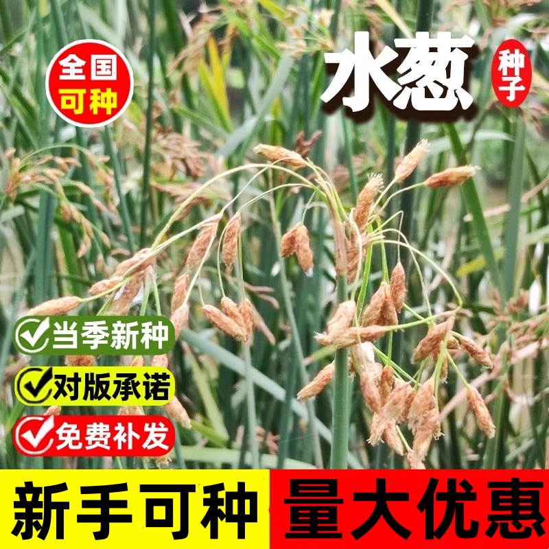 水葱种子水生植物水葱草野生水葱苗青叶水葱花叶水葱净化水质