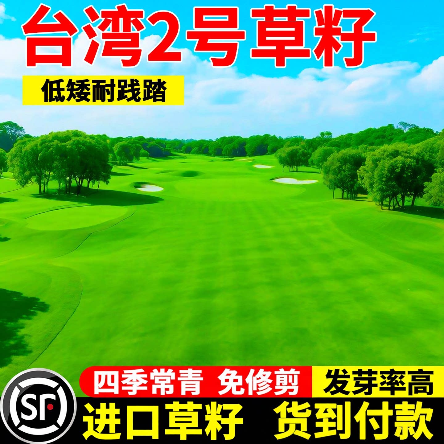 台湾二号草籽草坪种子台湾草草种台湾青草籽结缕草矮生四季青种子
