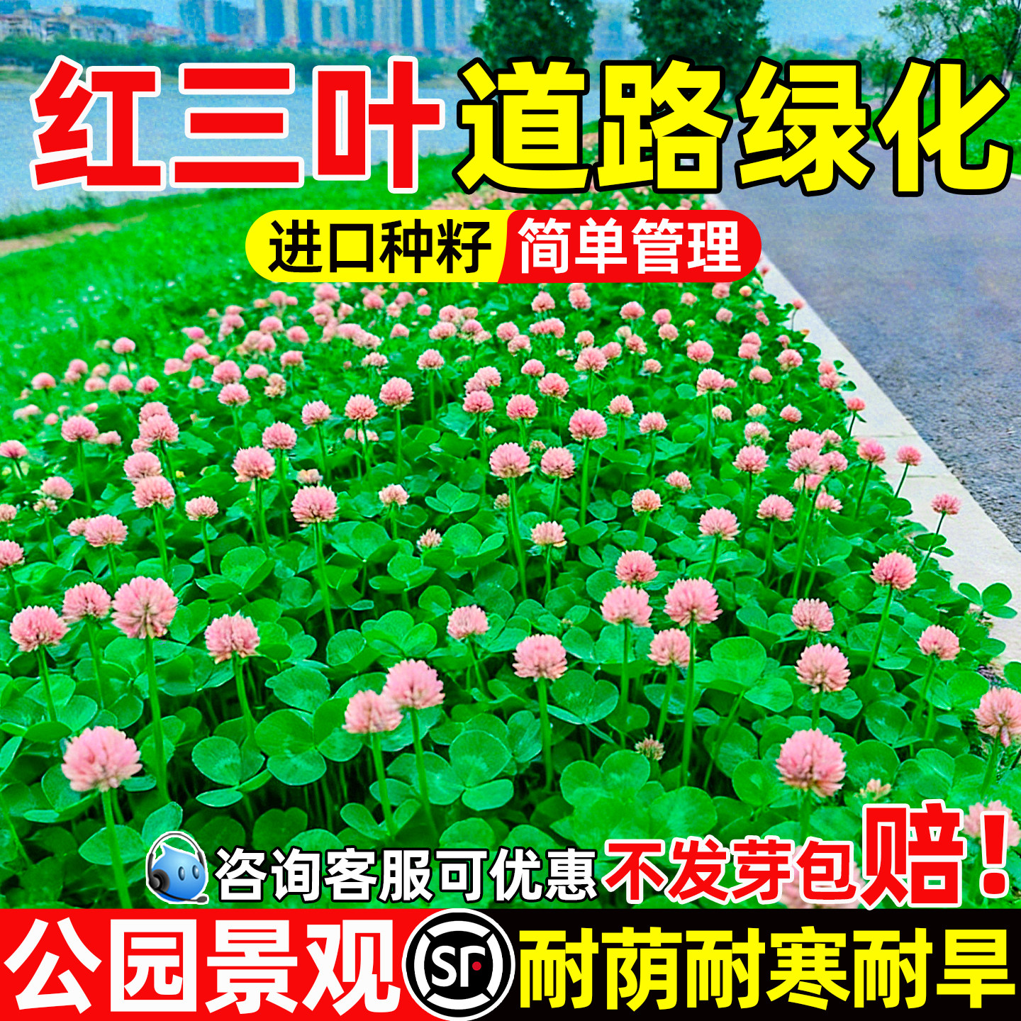 三叶草种子四季播种红白三叶草果园绿肥四叶草庭院绿化车轴草籽种