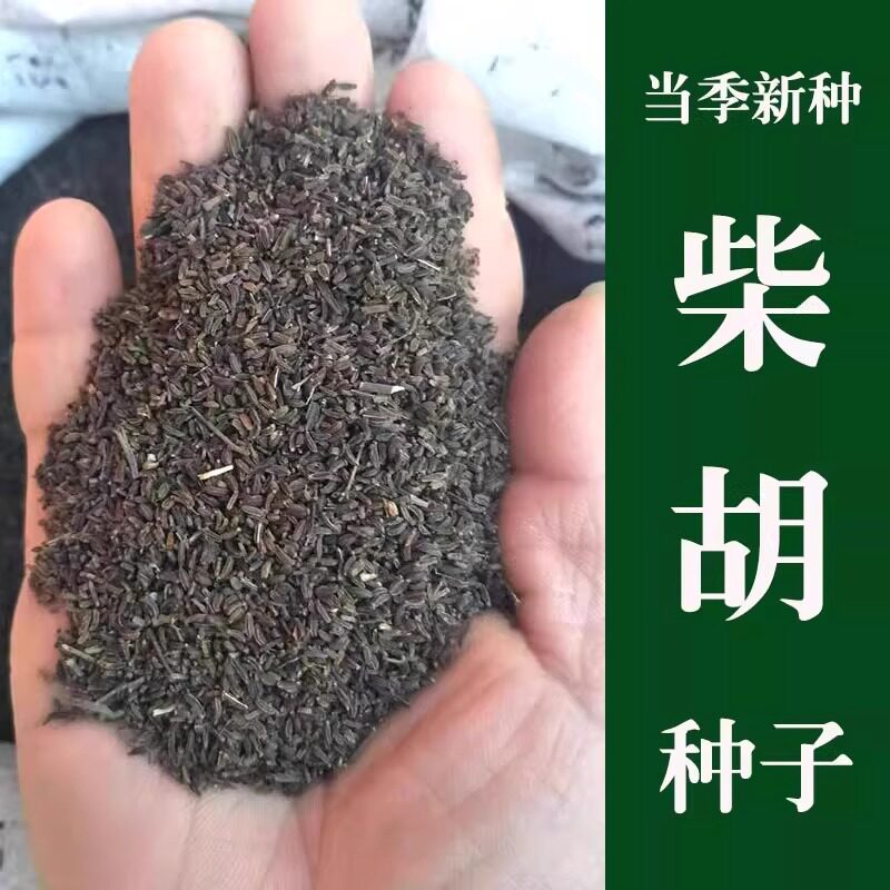 柴胡种子散装优质红柴胡北柴胡黑柴胡中草药籽四季种植中药材包邮