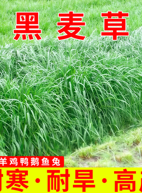 黑麦草种籽子耐寒多年生畜牧养殖草种喂猪鸡牛羊鱼草高产牧草种子