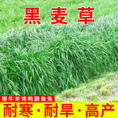 黑麦草种籽子耐寒多年生畜牧养殖草种喂猪鸡牛羊鱼草高产牧草种子