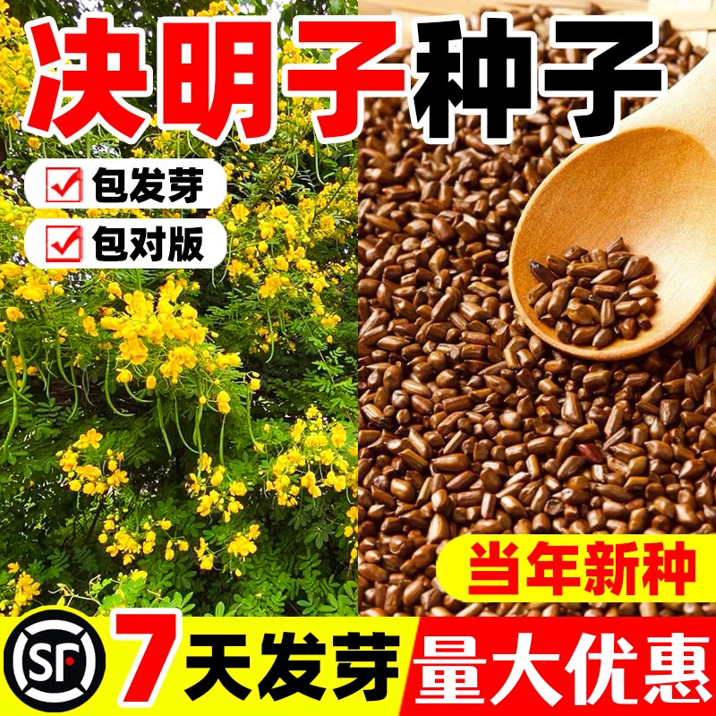 决明子种子护坡固土植物灌木草种籽枣林景观绿化边坡高速公路草籽
